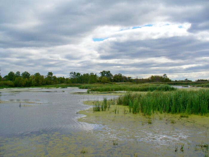 Hillman Marsh, southern Ontario.