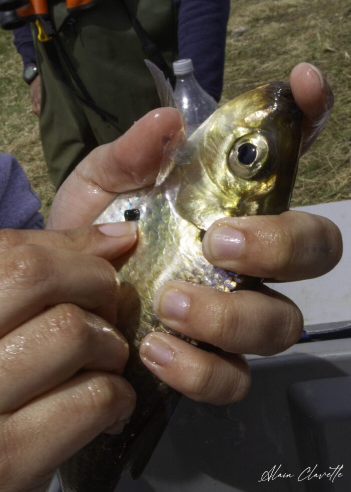 PIT tagging an alewife. 