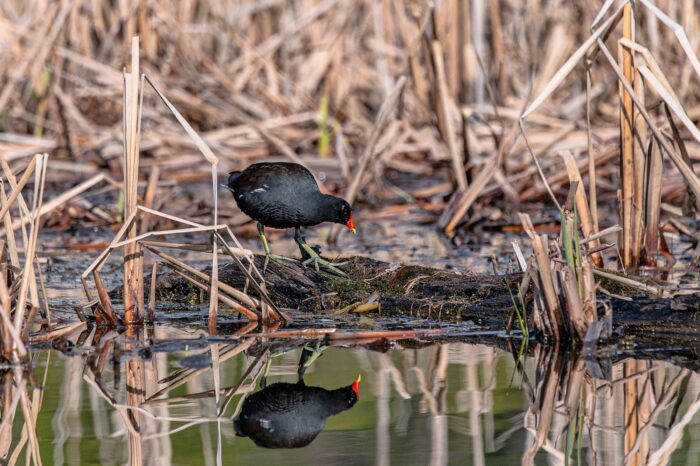 Wildlife thrives in wetlands developed by DUC in Quebec, as pictured here at the Léon-Provancher Marsh.