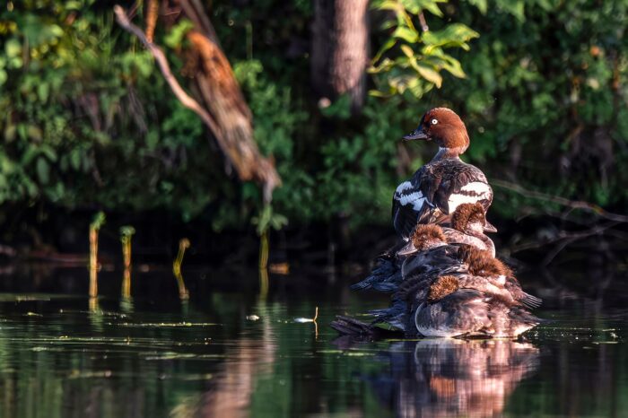 A family of common goldeneye in a wetland.