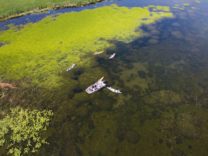 Aerial image of a water soldier outbreak at Lake Simcoe in Ontario.