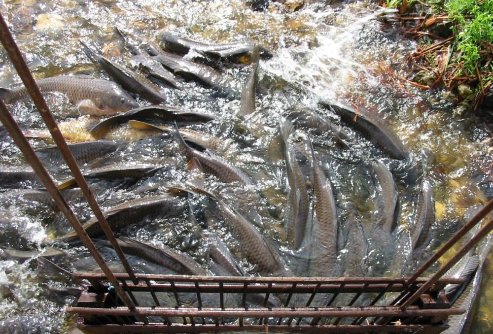 Common carp gathered at a screened culvert. 