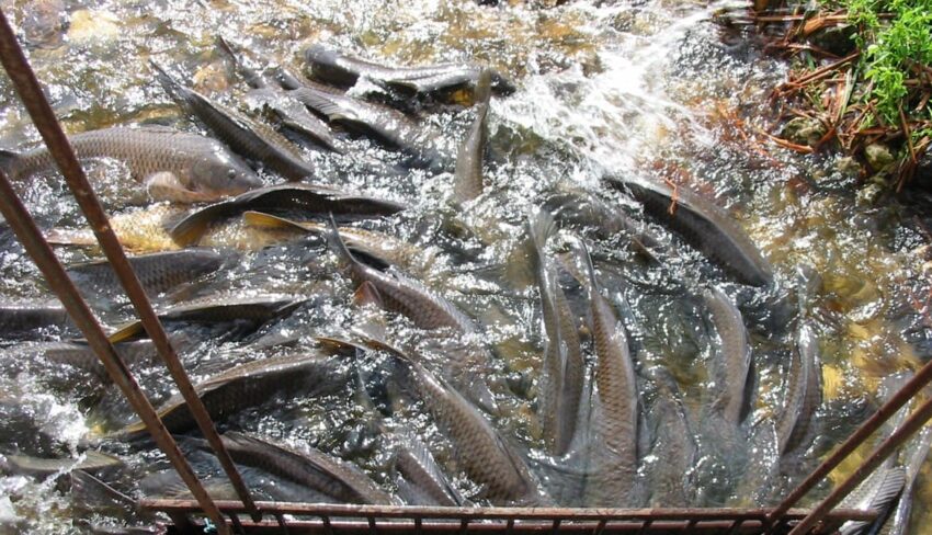 How invasive species affect fishing