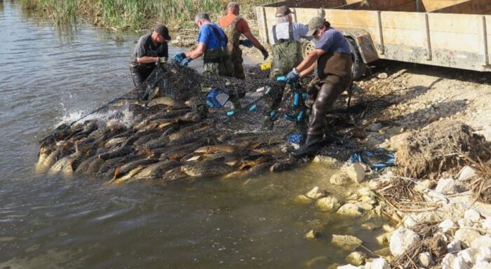 Commercial fishermen hauling in a net full of common carp on the lake side of the Fish Creek structure.