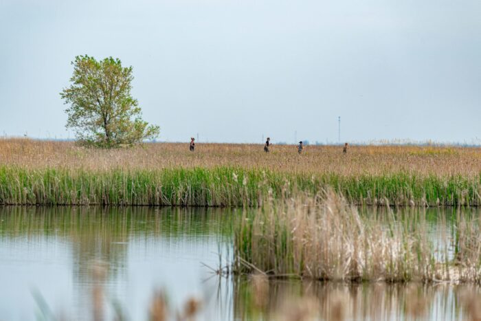2026 Duck and Run at Oak Hammock Marsh, Manitoba.