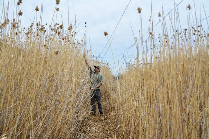 Matt Bolding among phragmites, assisting in moth migration between two biocontrol sites.