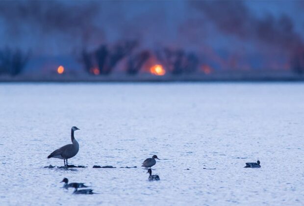How do wildfires affect waterfowl?