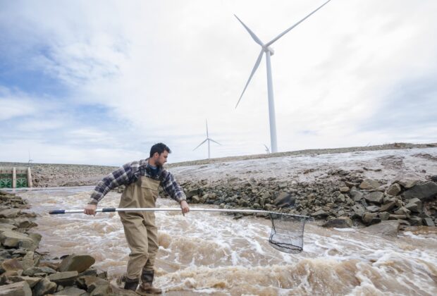 Going with the flow: How fishways help fish passage