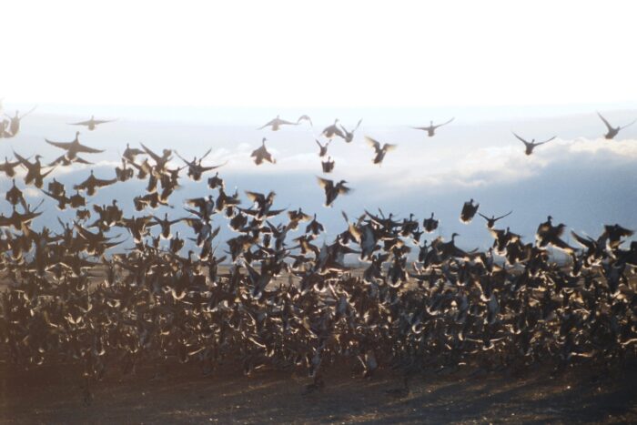 Ducks taking flight.