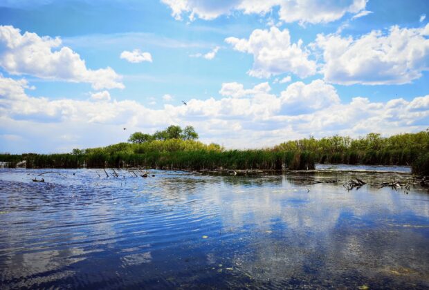 Low water, high stakes: How wetlands help fishing during droughts and low water years