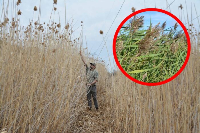 How to identifying key characteristics of invasive Phragmites