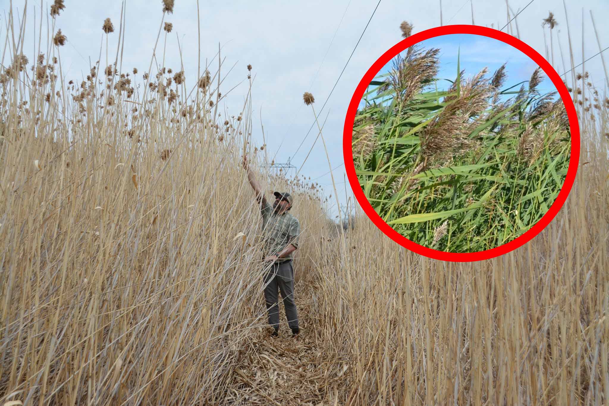 Invasive Phragmites