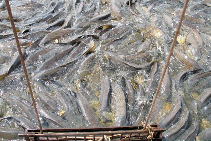 Mass of common carp at exclusion structure, Delta Marsh, Manitoba.