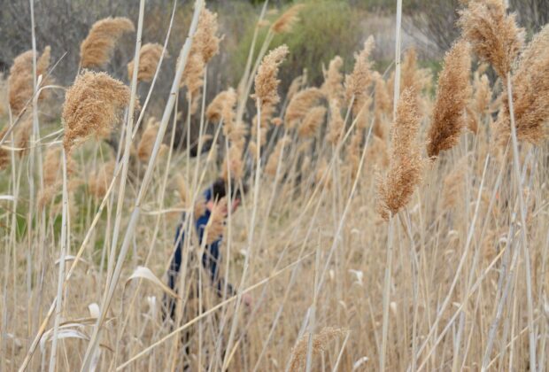 A hunter’s guide to invasive Phragmites in Ontario