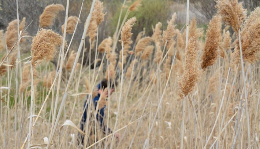 A hunter’s guide to invasive Phragmites in Ontario