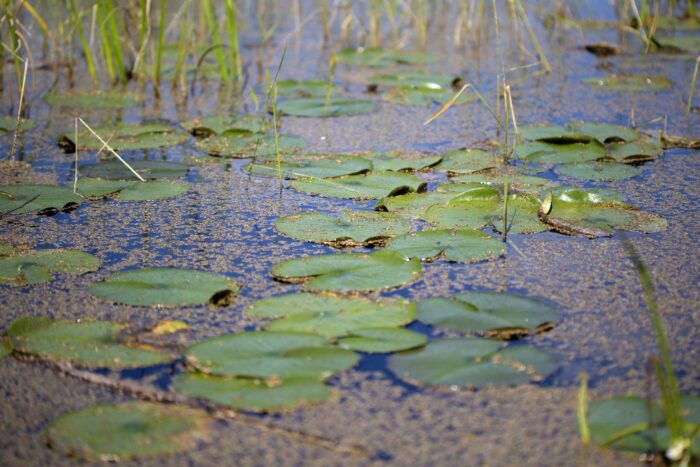 Lily pad study. 