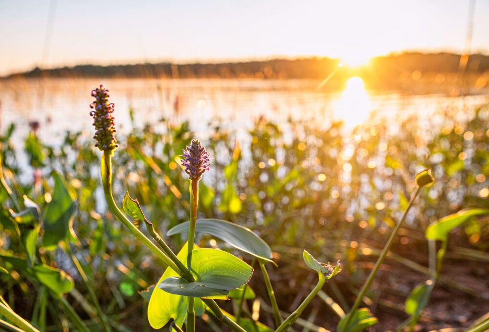 A wetland in the Outaouais region preserved by our organization.