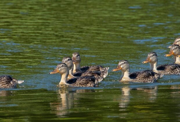 Hansen Family Wetlands and Waterfowl Research Fellowship