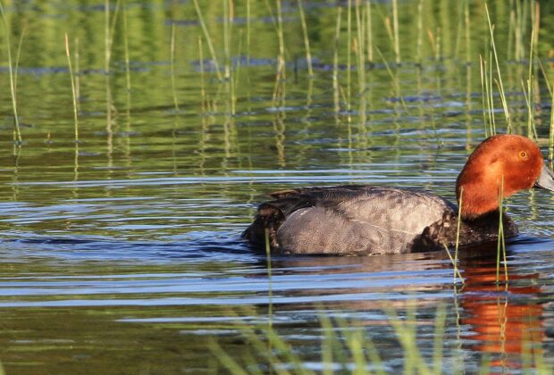 Hal B. Howard, Sr. Waterfowl Conservation Research Fellowship