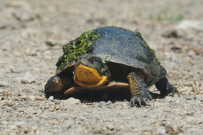 Blanding's turtle.