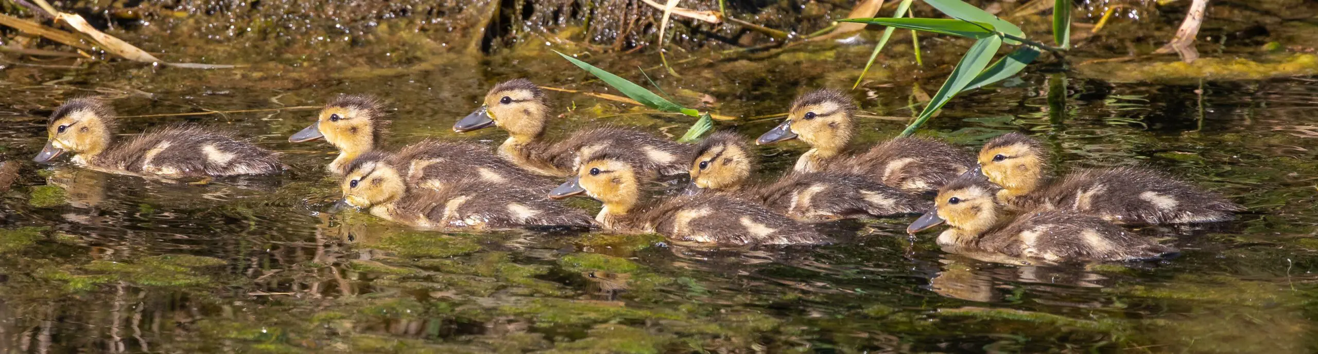Common goldeneye hen swimming with ducklings