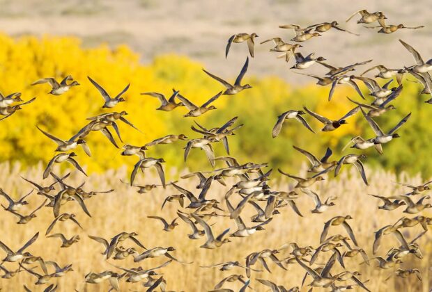 Ducks Unlimited Canada’s 2026 Annual Report