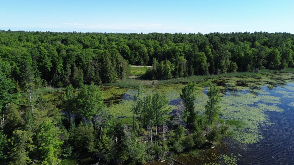 Clayton Lake, Ontario, shoreline and wetland.