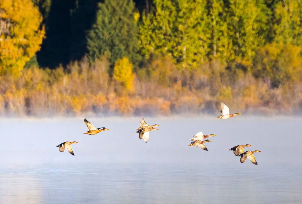 Every fall, ducks take to the skies on a journey that can span hundreds or even thousands of kilometres. 