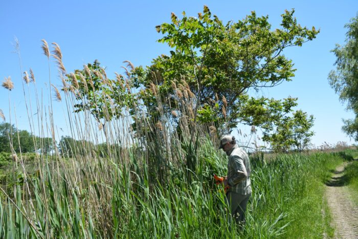 DUC staff conducting invasive species monitoring.