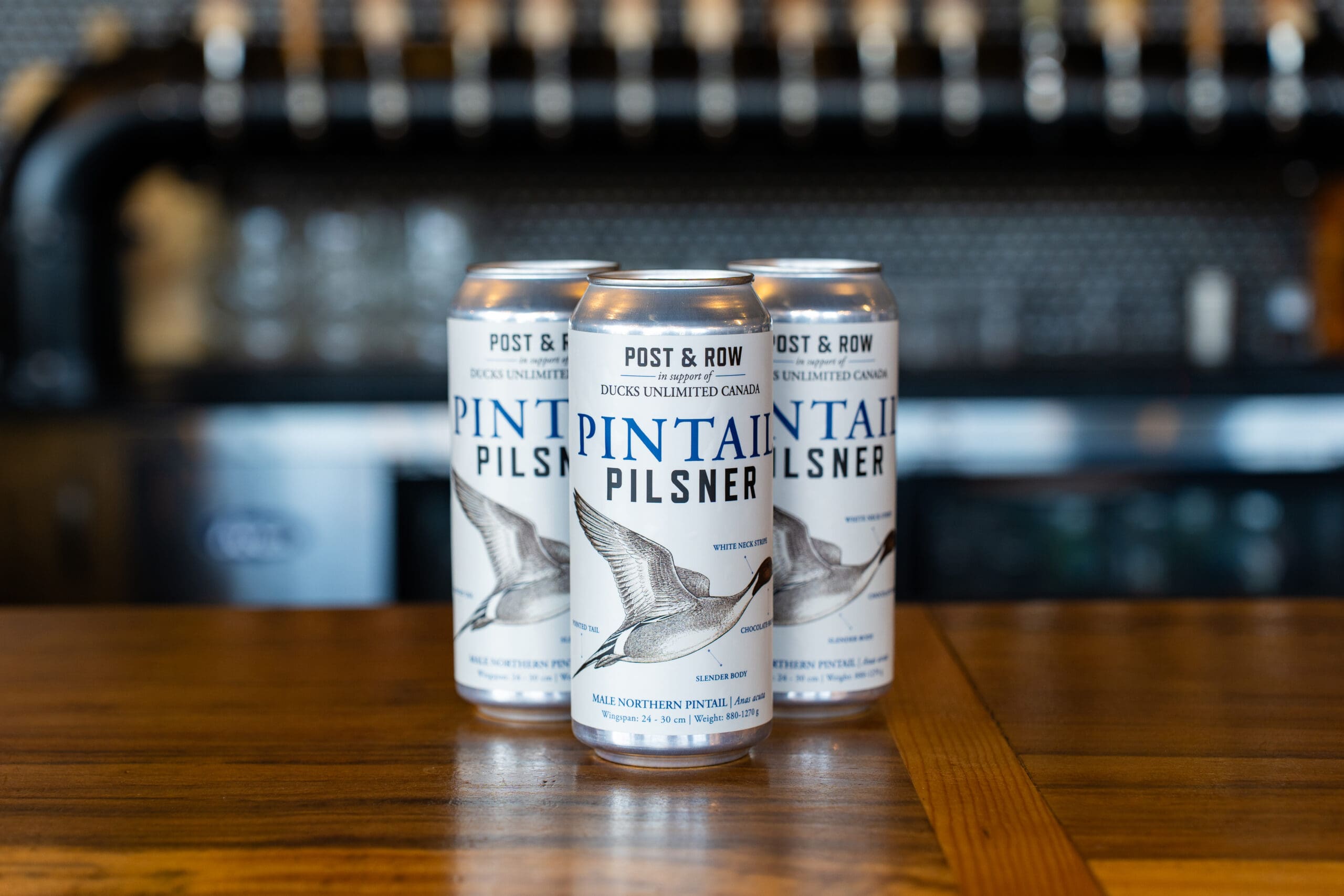 Three cans of Pintail Pilsner with a pintail on the label placed on a table.