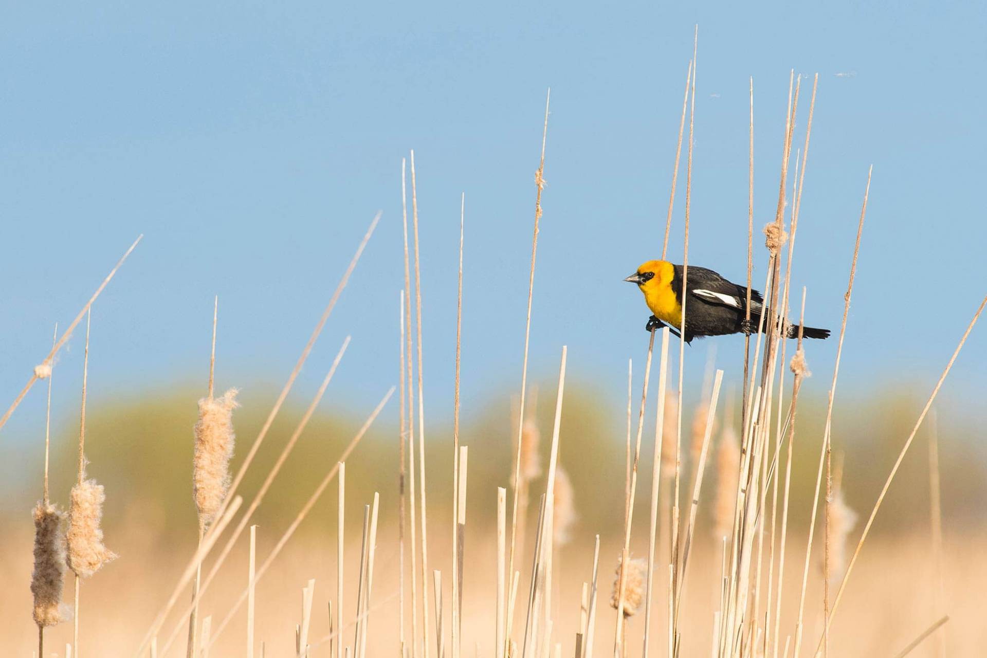 Yellow-headed blackbird on a cattail in the marsh