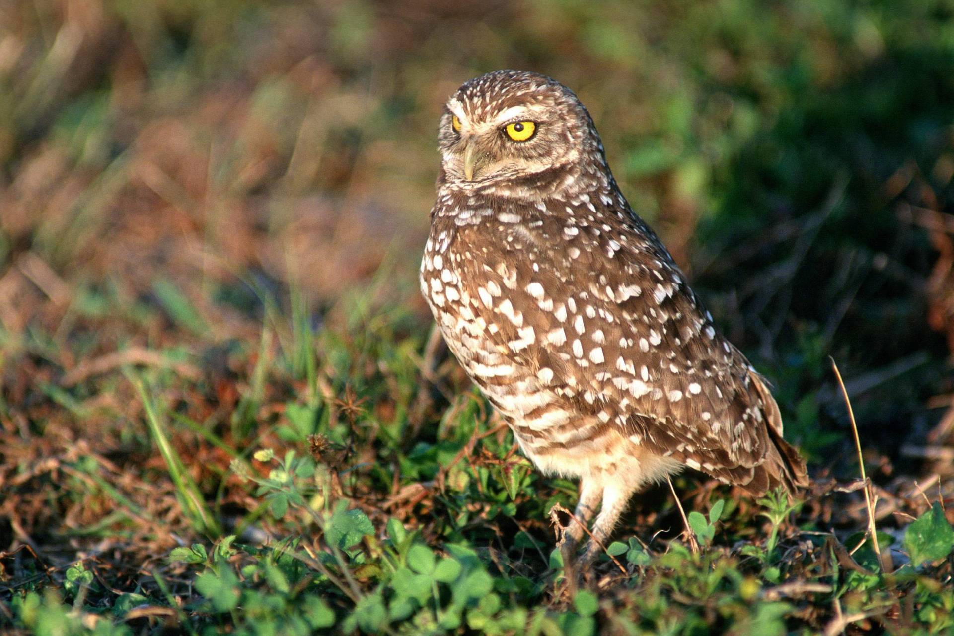 Burrowing owl standing in grass.|Burrowing owl standing in grass.|Burrowing owl standing in grass.